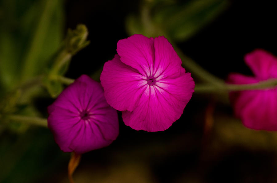 Pink Garden Phlox Photograph by Tikvahs Hope