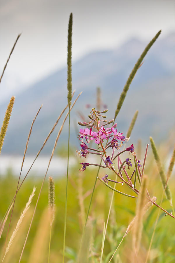 Pink Gem - Fire Weed Wildflower in Grand Teton National Park - Wyoming Photograph by Diane Mintle