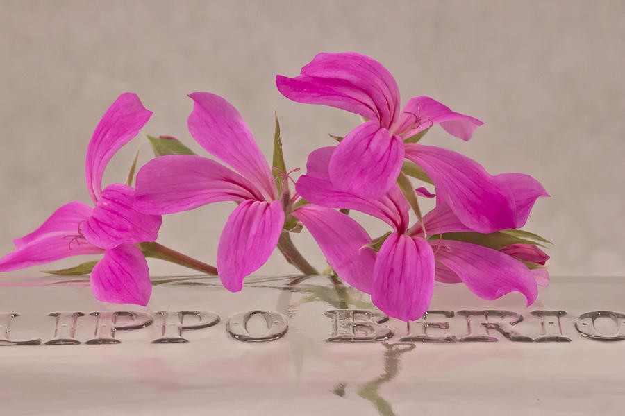Pink Geranium Blossoms - Macro Photograph by Sandra Foster