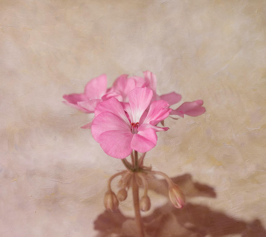 Pink Geranium Flower Photograph by Kim Hojnacki