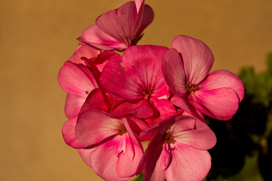 Pink Geranium Photograph by James Gay