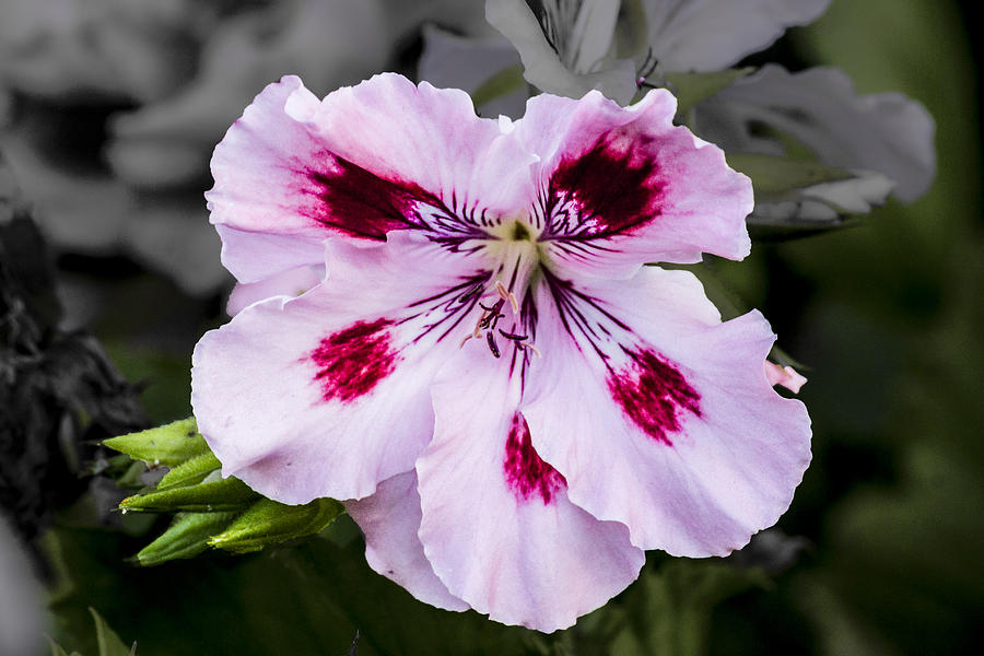 Pink Geranium Digital Art by Photographic Art by Russel Ray Photos