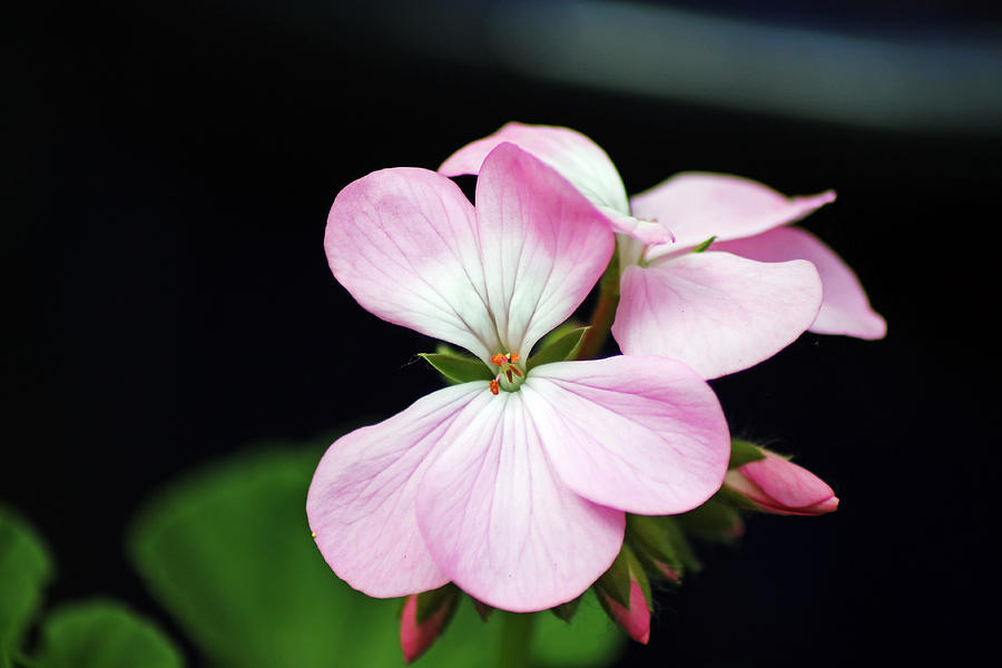 Pink Geranium  Photograph by Tony Murtagh