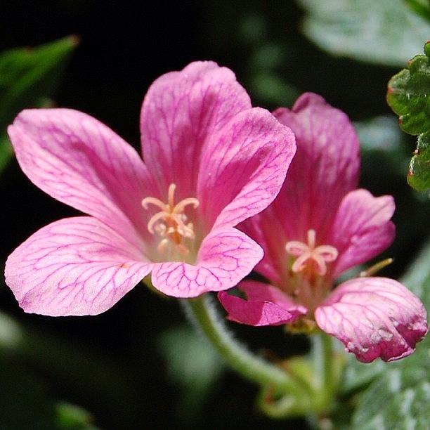 Pink Geraniums Photograph by Rita Frederick