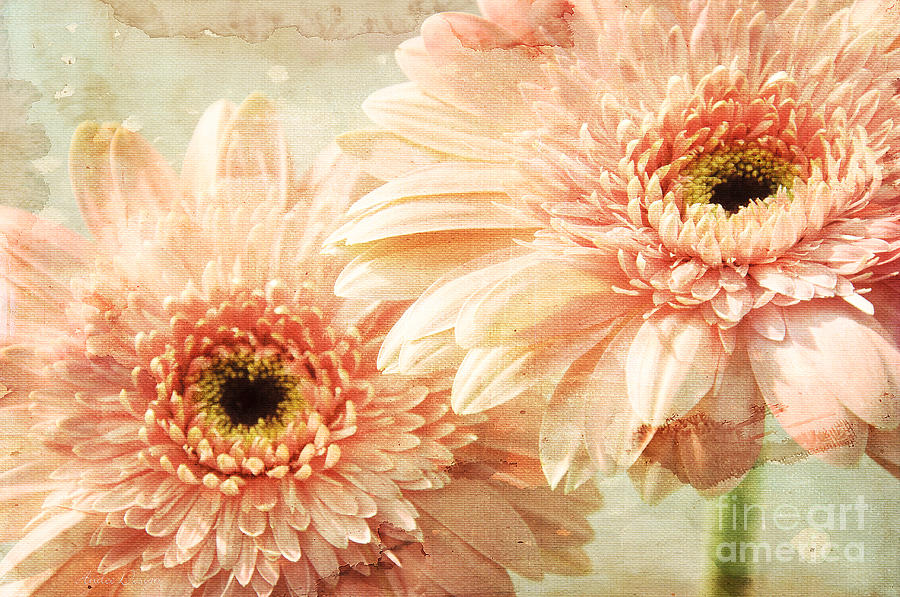 Pink Gerber Daisies Mixed Media by Andee Design
