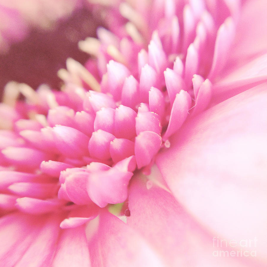 Pink Gerber Daisy Photograph by Ivy Ho