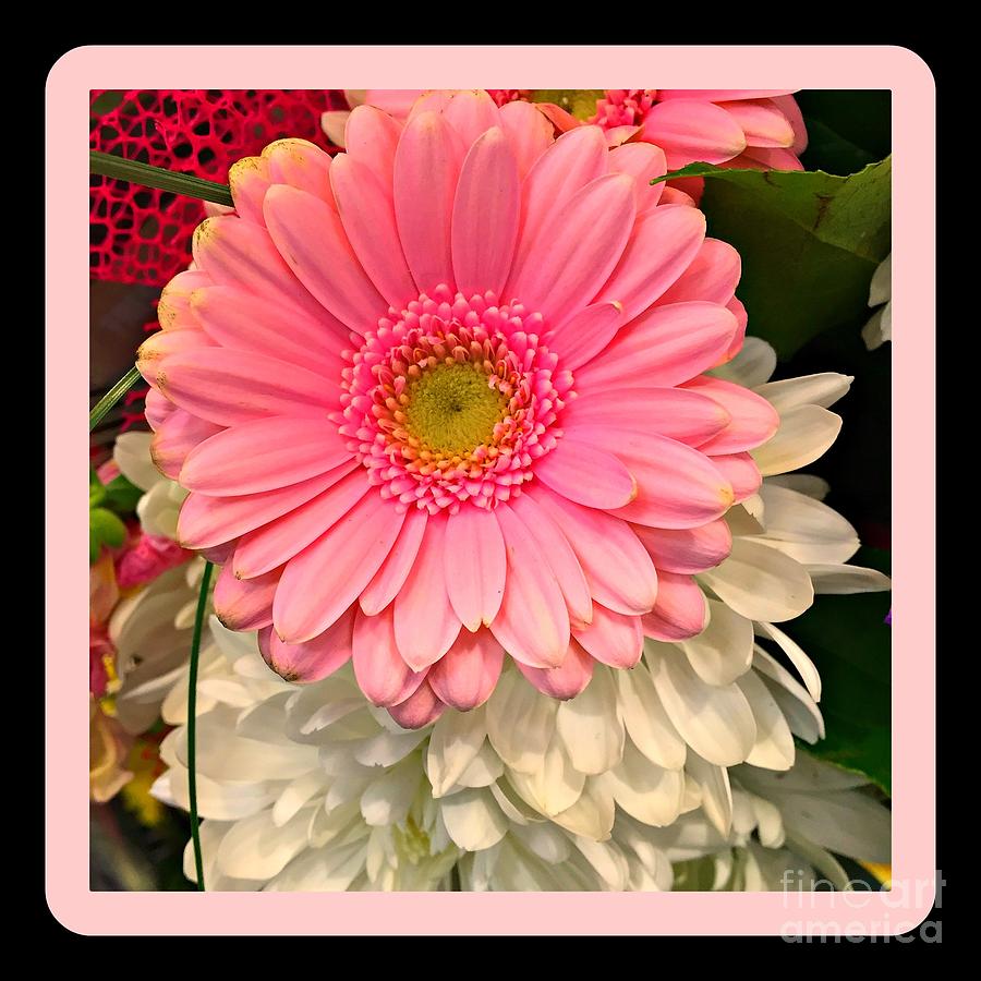 Daisy Photograph - Pink Gerber Daisy by Nona Kumah