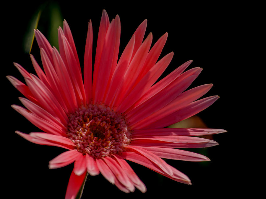 It Movie Photograph - Pink Gerber Daisy by Renee Barnes
