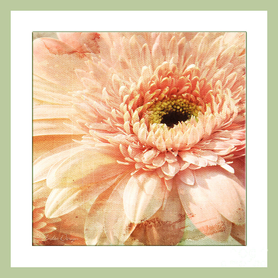 Pink Gerber Daisy Square Photograph by Andee Design