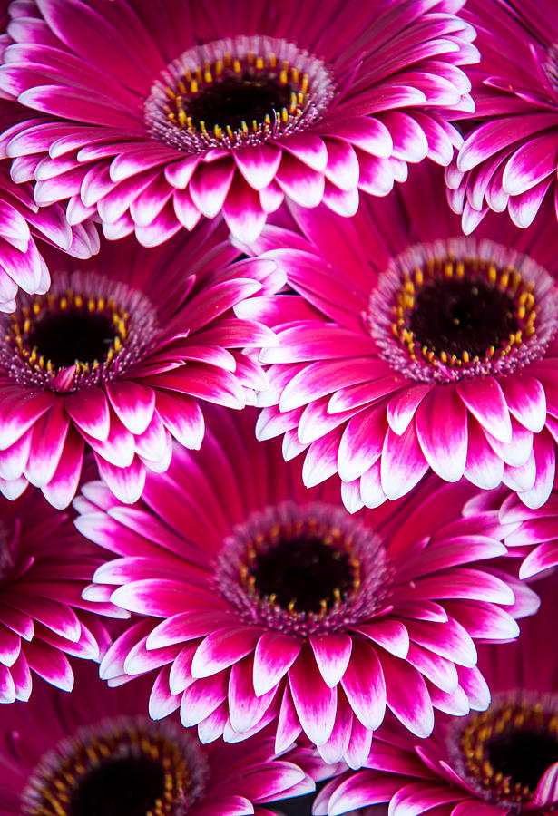 Summer Photograph - Pink Gerbera 1. Amsterdam Flower Market by Jenny Rainbow