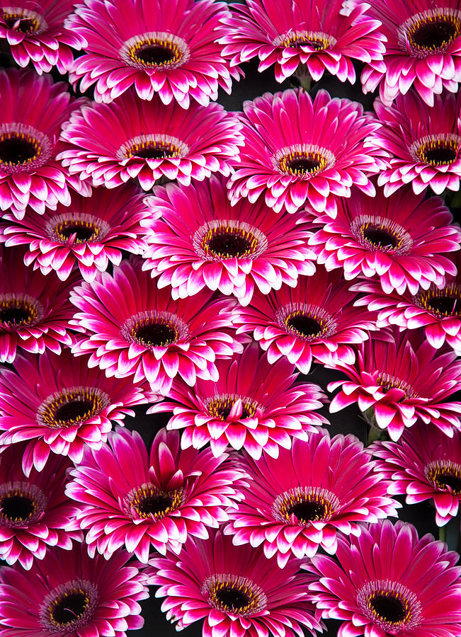 Pink Gerbera. Amsterdam Flower Market Photograph by Jenny Rainbow