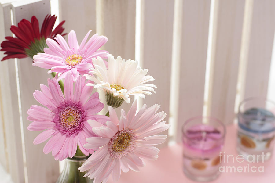 Pink Gerbera Photograph by Boon Mee