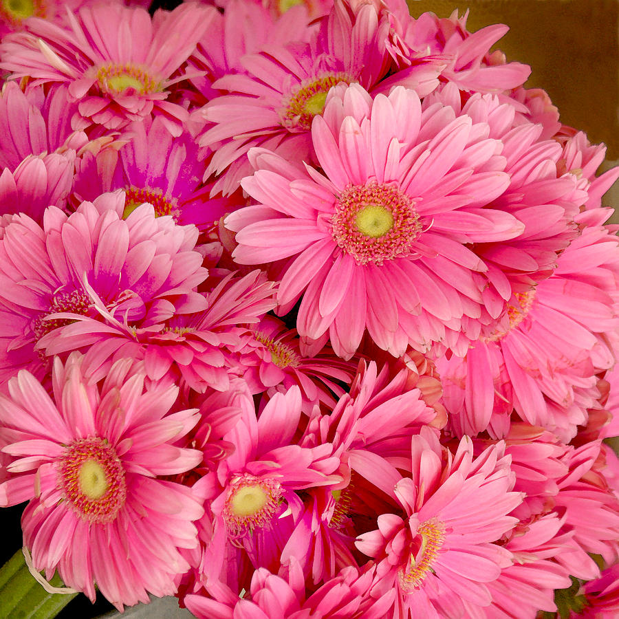 Daisy Photograph - Pink Gerbera Daisies by Art Block Collections