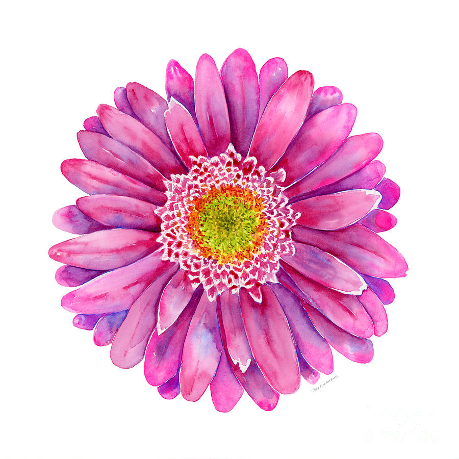 Pink Gerbera Daisy Painting by Amy Kirkpatrick