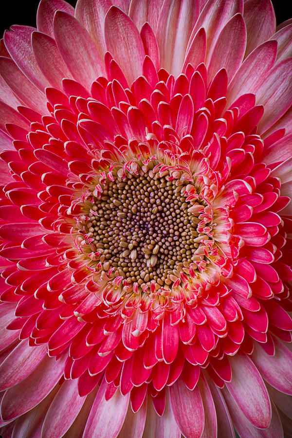 Pink Gerbera Daisy Photograph by Garry Gay