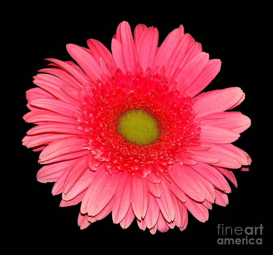 Pink Gerbera Daisy Photograph by Rose Santuci-Sofranko