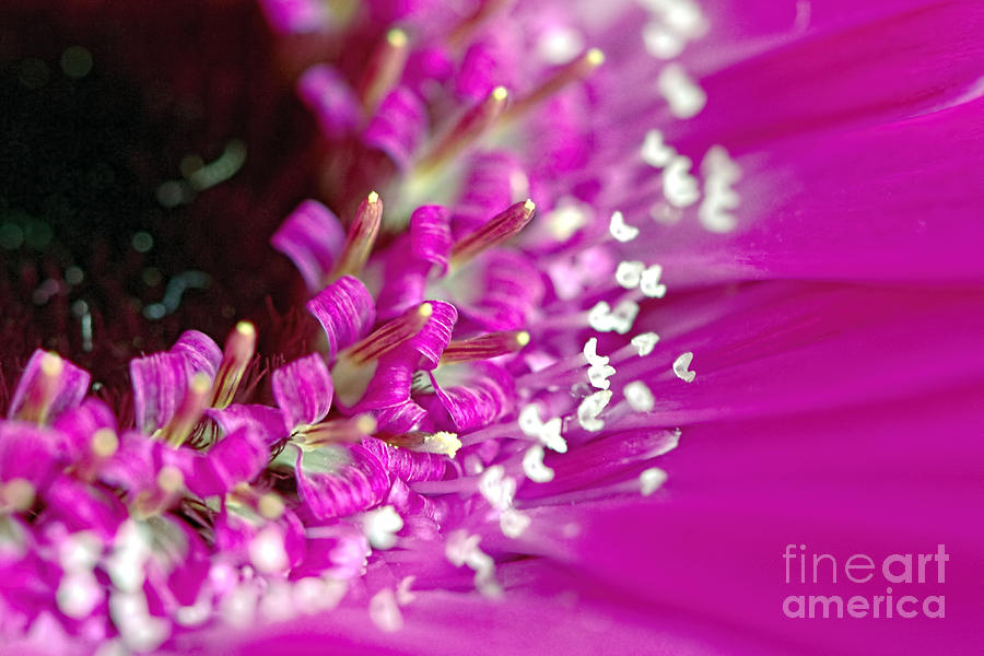 Daisy Photograph - Pink Gerbera Daisy 2 by Sharon Talson