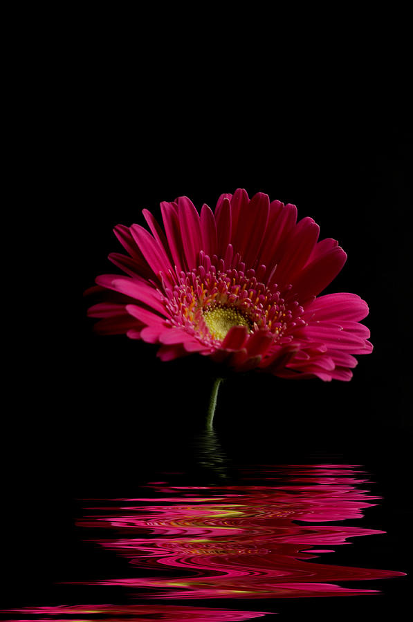 Nature Photograph - Pink Gerbera Flood 1 by Steve Purnell