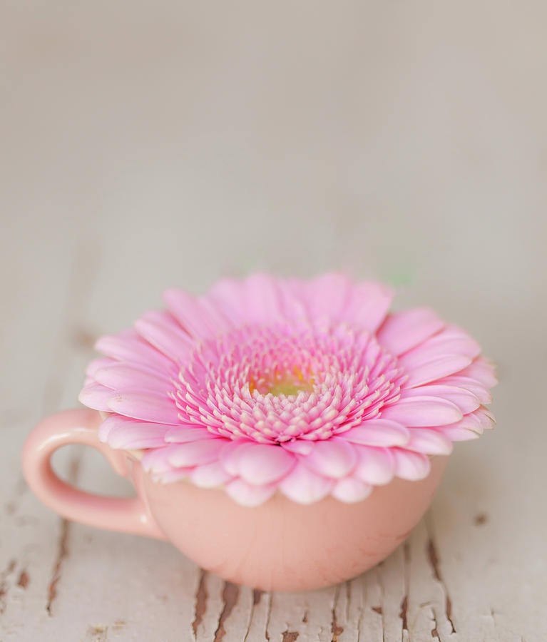 Pink Gerbera Flower In A Tea Cup Photograph by Deborah Pendell