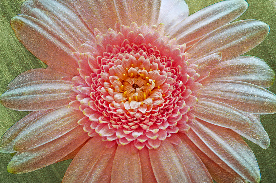 Pink Gerbera Textured Photograph