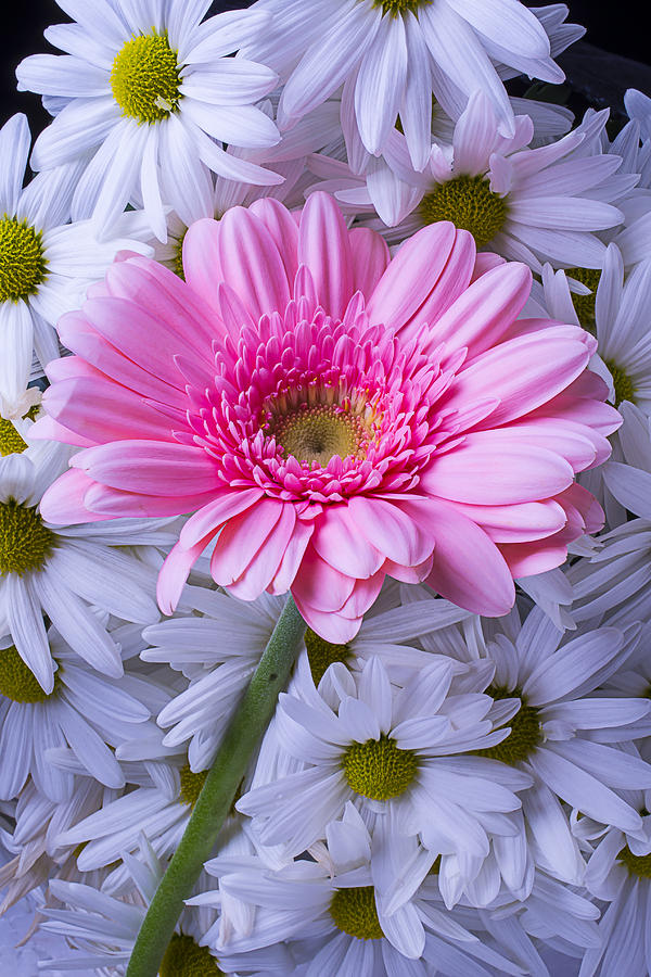 Pink Gerbera With Mums Photograph by Garry Gay | Fine Art America