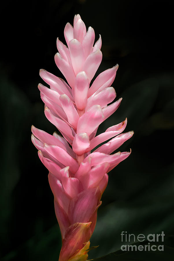 Pink Ginger Photograph by Al Andersen