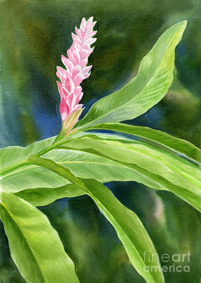 Flower Painting - Pink Ginger Flower by Sharon Freeman