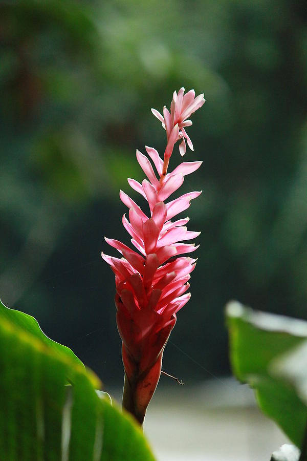 Pink Ginger Lily Photograph By Janiene Facey