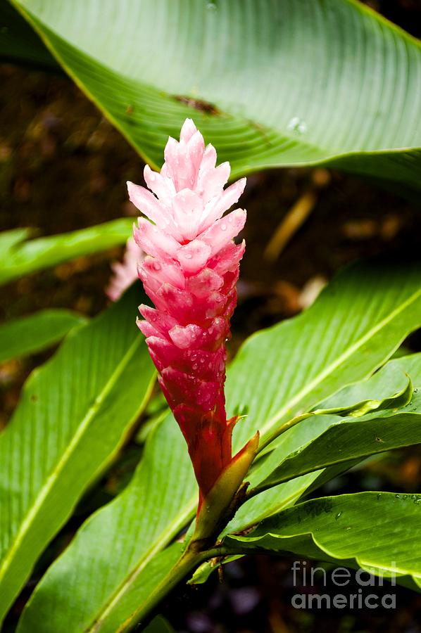 Pink Ginger Lily Photograph by Laura Forde