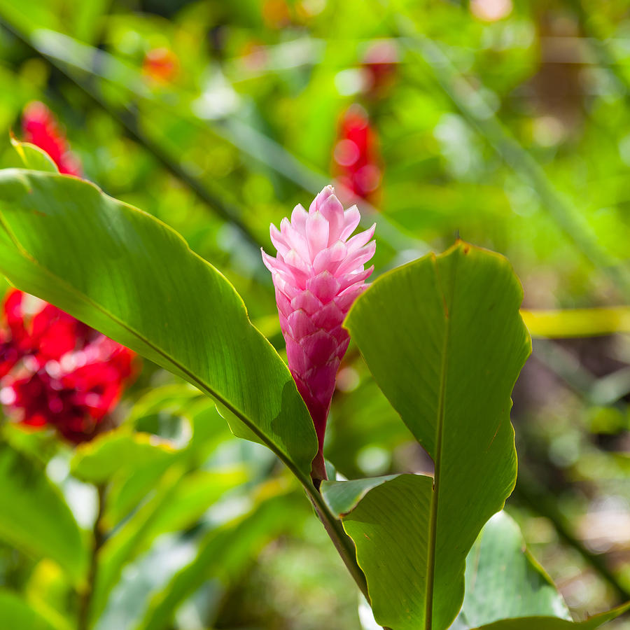 Pink Ginger Plant  Flower  Photograph by Craig Lapsley