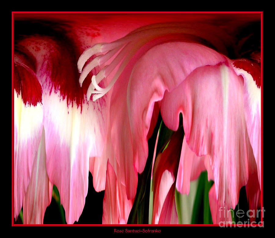 Pink Gladiolas Abstract Photograph by Rose Santuci-Sofranko