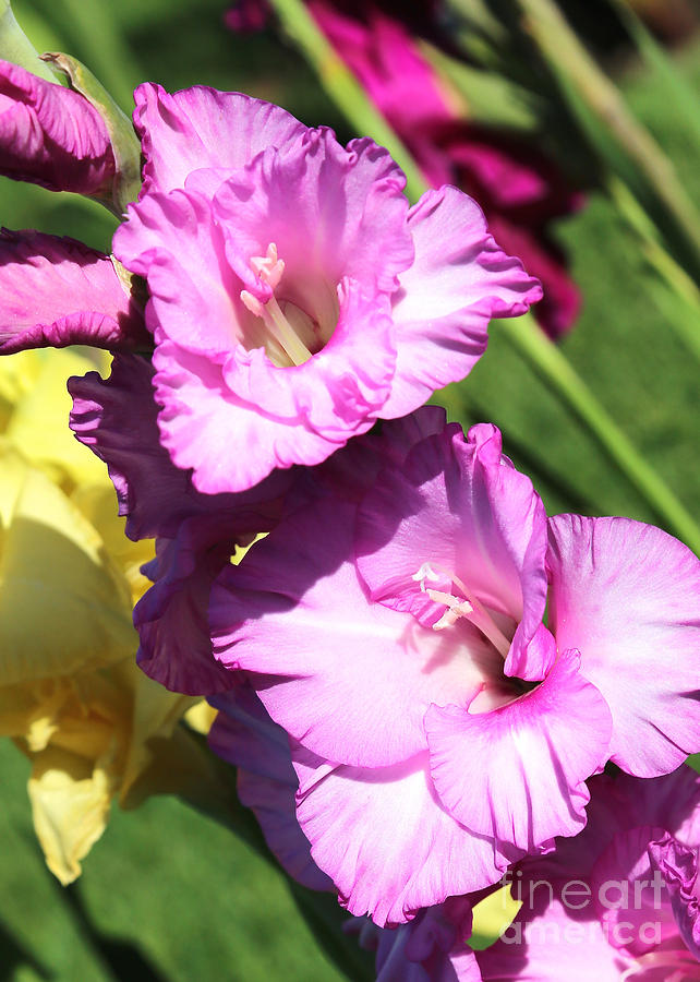 Pink Gladiolus Closeup Photograph by Carol Groenen