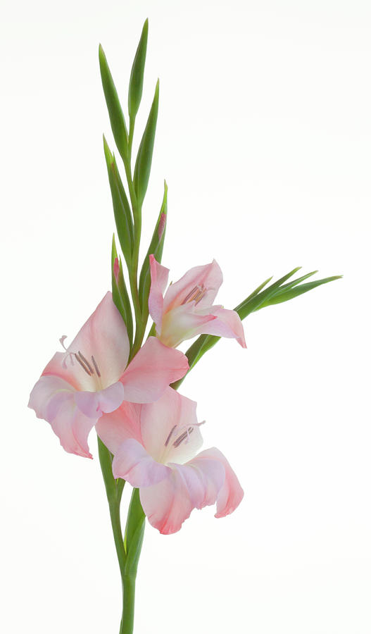 Pink Gladioli Photograph by Margaret Rowe