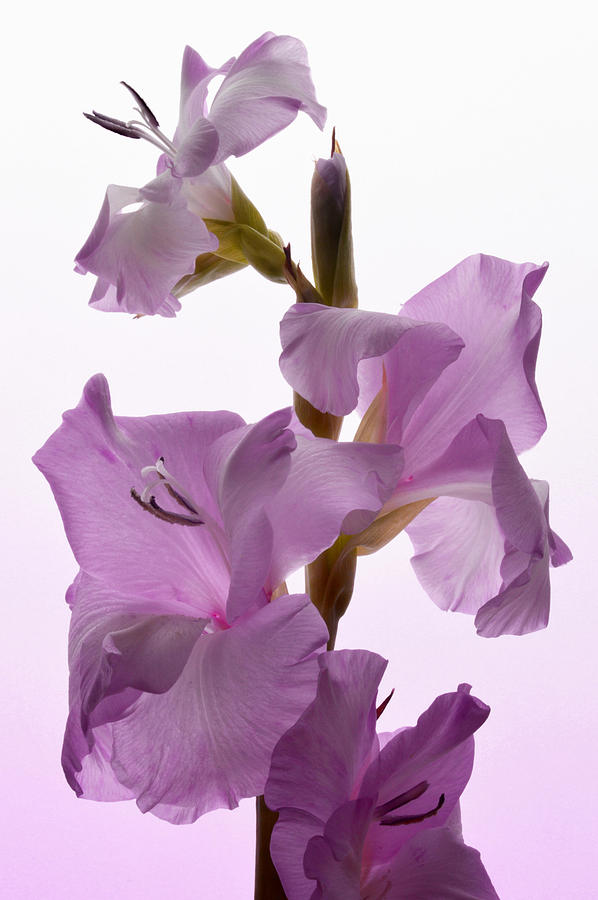 Pink Gladiolus. Photograph by Terence Davis