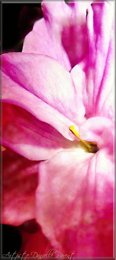 Flower Photograph - Pink Glorious Gladiolus by Danielle  Parent