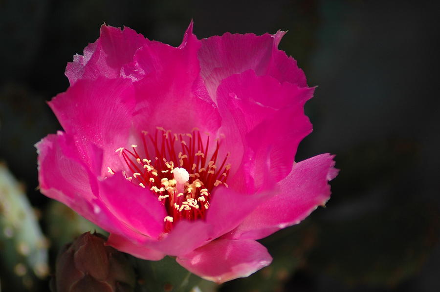 Flower Photograph - Pink Glory  by Scott Ware