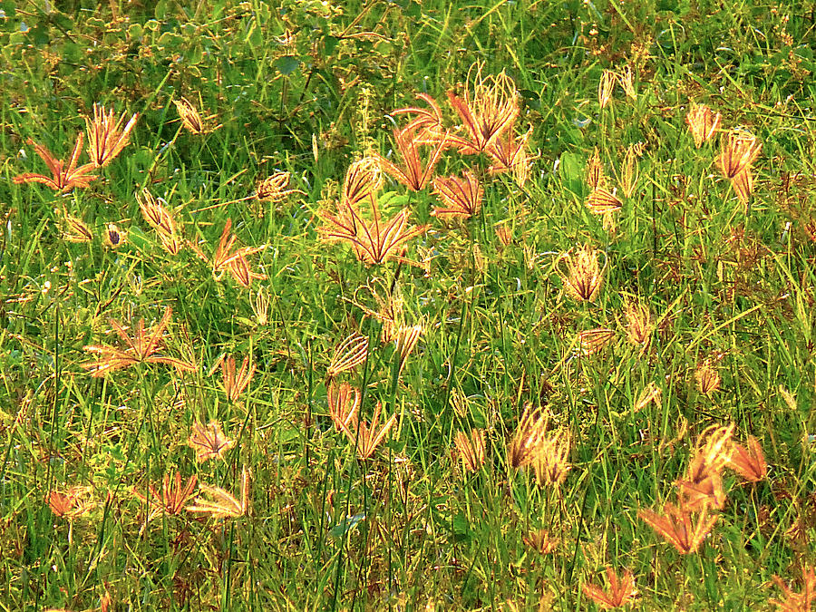 Pink Gold Grass Photograph