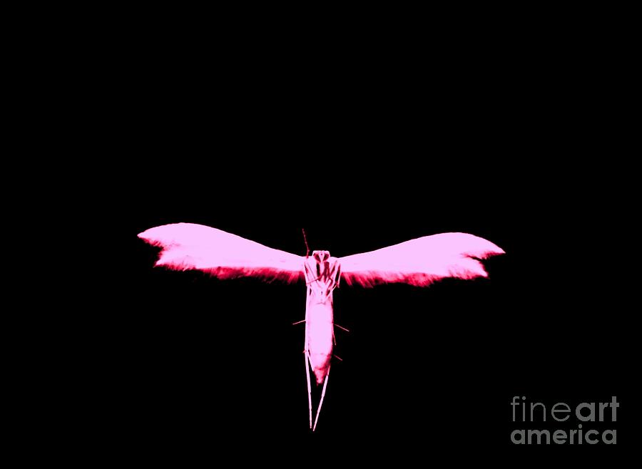 Butterfly Digital Art - Pink Goth Moth by C Lythgo