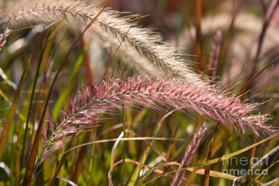 Pink Grasses 2 Photograph by Chris Scroggins
