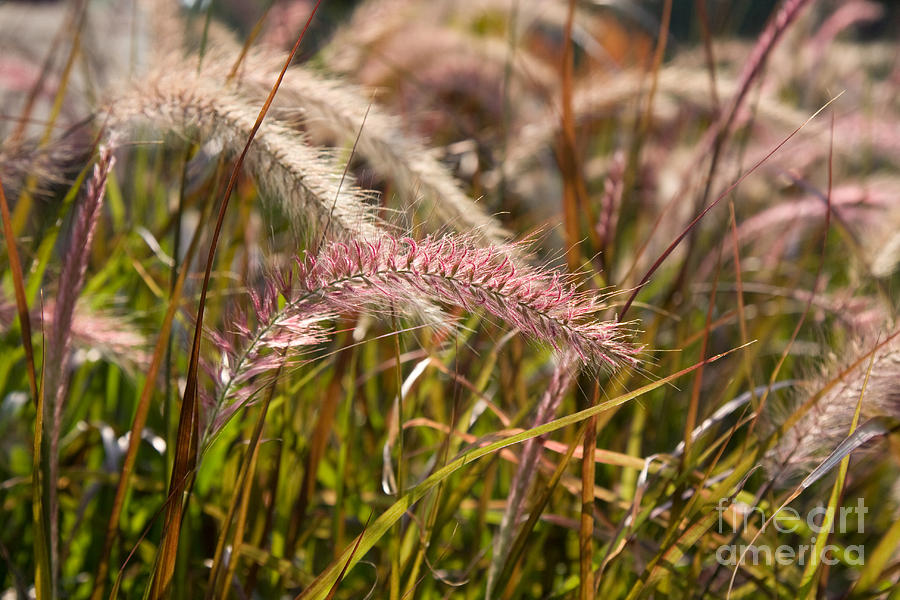 Pink Grasses Photograph by Chris Scroggins