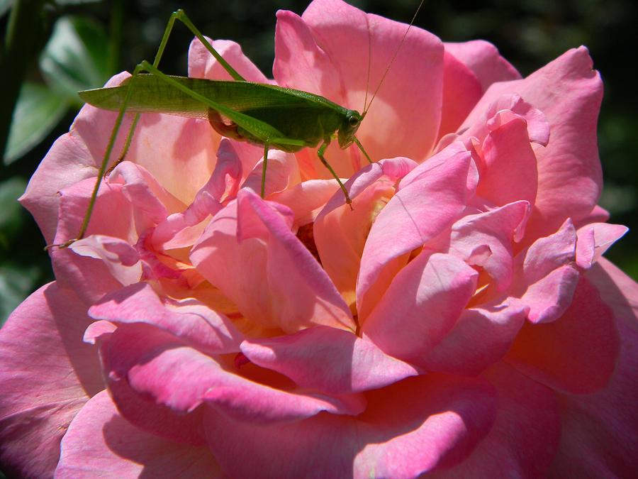 Pink Grasshopper Photograph