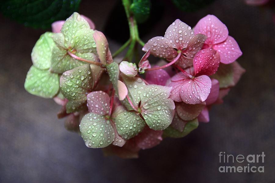 Flower Photograph - Pink Green and Rain by Jeremy Hayden