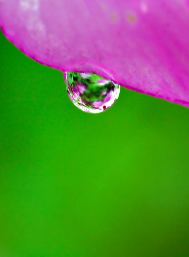 Pink Green Raindrop Photograph by Crystal Wightman
