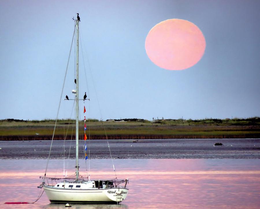 Pink Harvest Moon Photograph by Janice Drew
