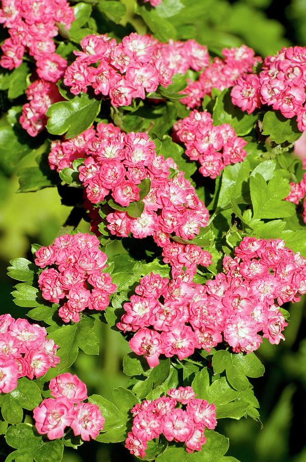 Pink Hawthorn Flowers (crataegus Sp.) Photograph by Dr. John