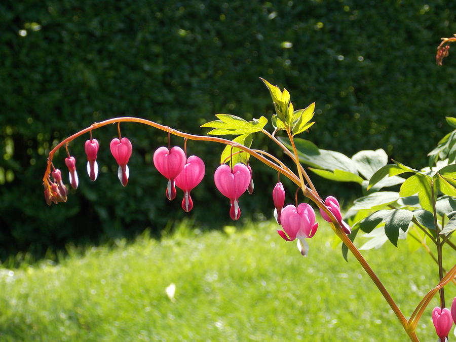 Pink Bleeding Hearts Photograph by Catherine Gagne