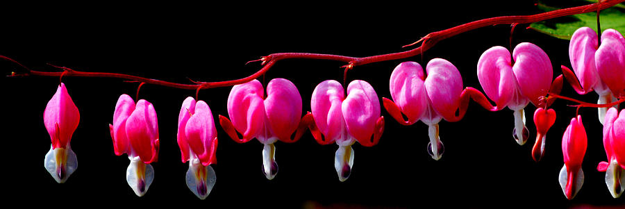 Pink Hearts Photograph by Joan Han