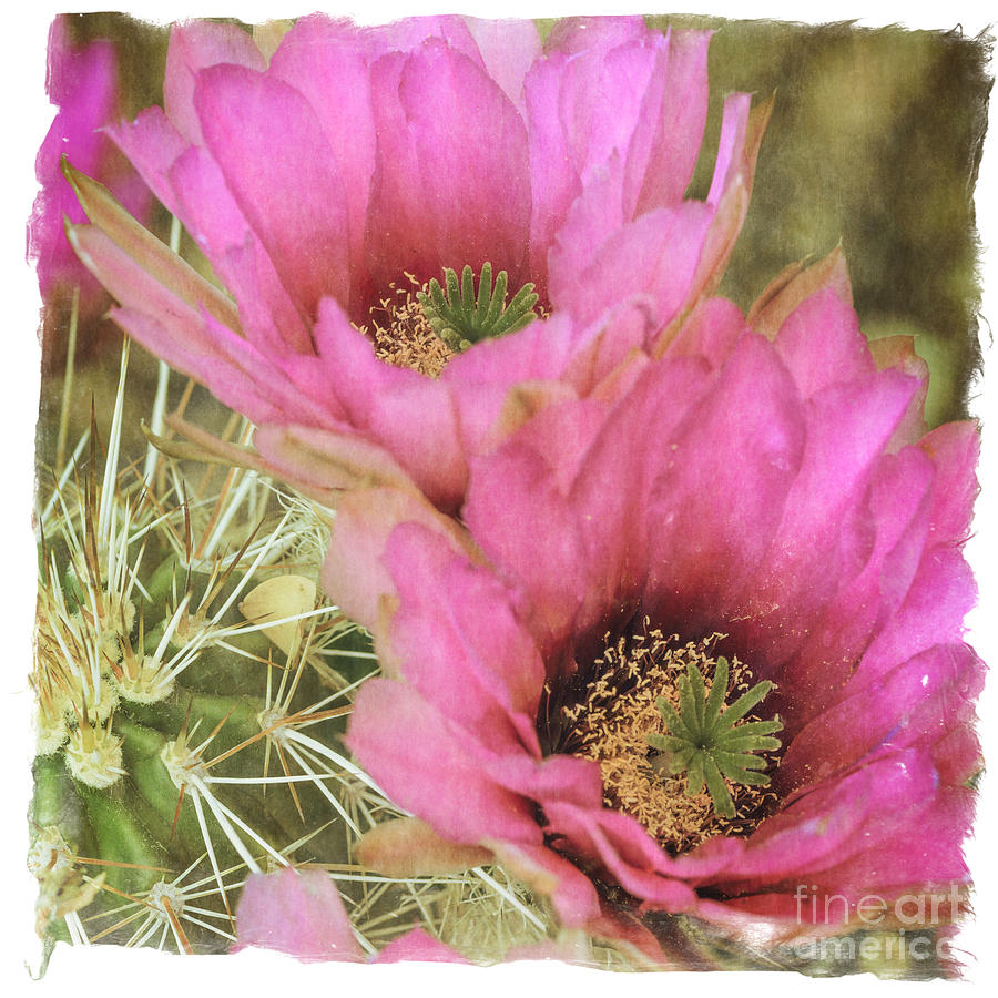 Pink Hedgehog Cactus Flower Photograph by Tamara Becker