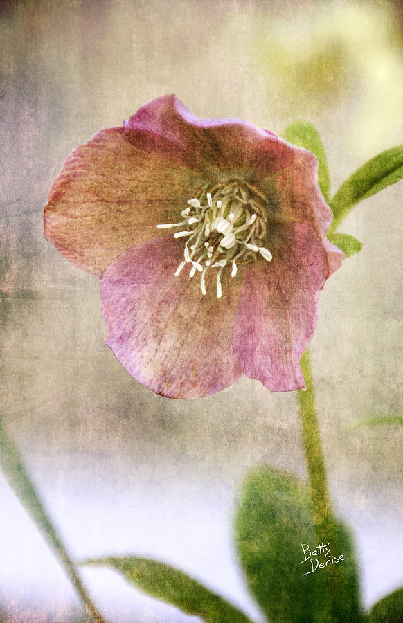 Flower Photograph - Pink Hellebore by Betty Denise