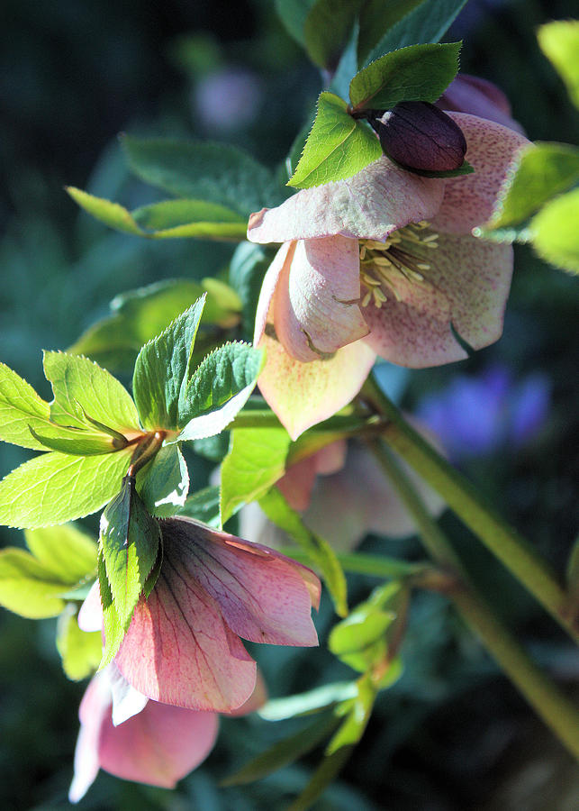 Pink Hellebore Photograph by Gerry Bates
